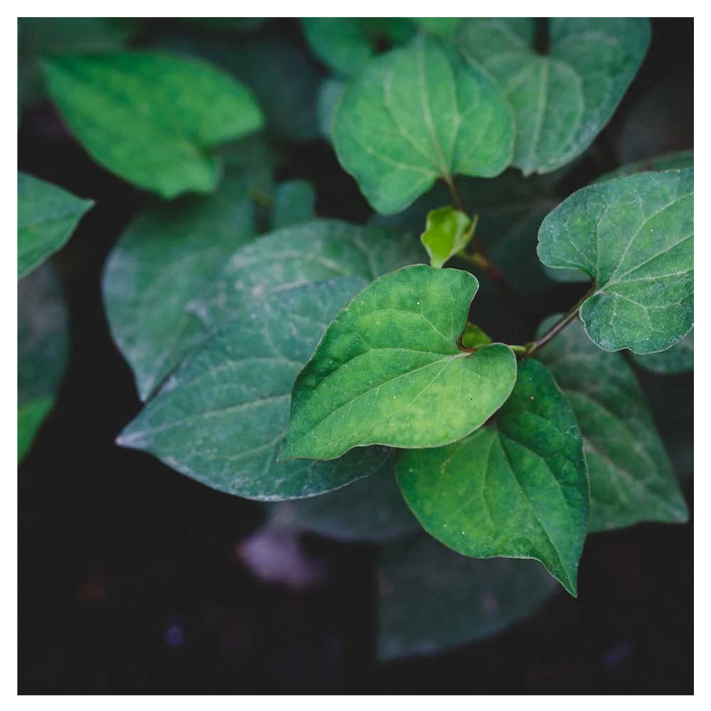 Biljke za jezeraHouttuynia cordata