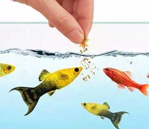 Hrana za ribice