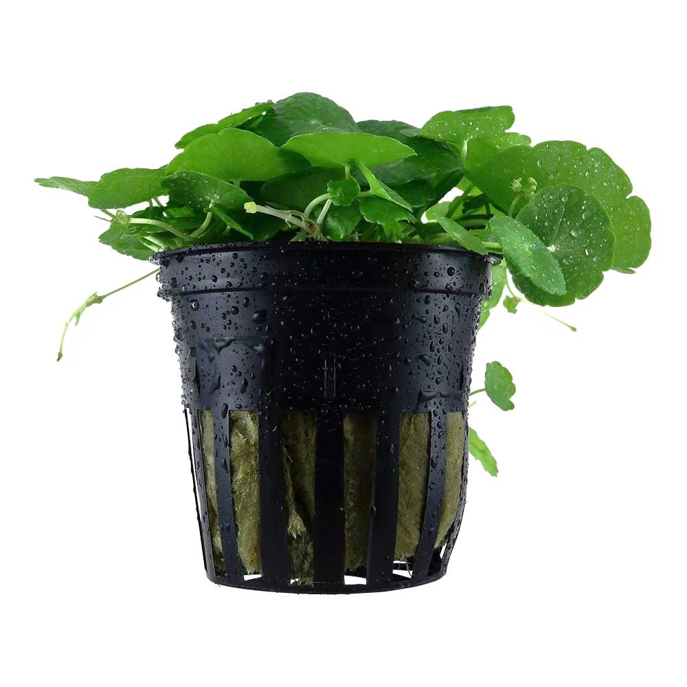 Biljke za akvarijum: Hydrocotyle verticillata