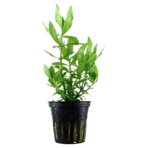 Biljke za akvarijum: Hygrophila polysperma