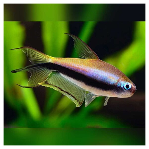 Ribice za akvarijumHyphessobrycon palmeri - Palmeri tetra