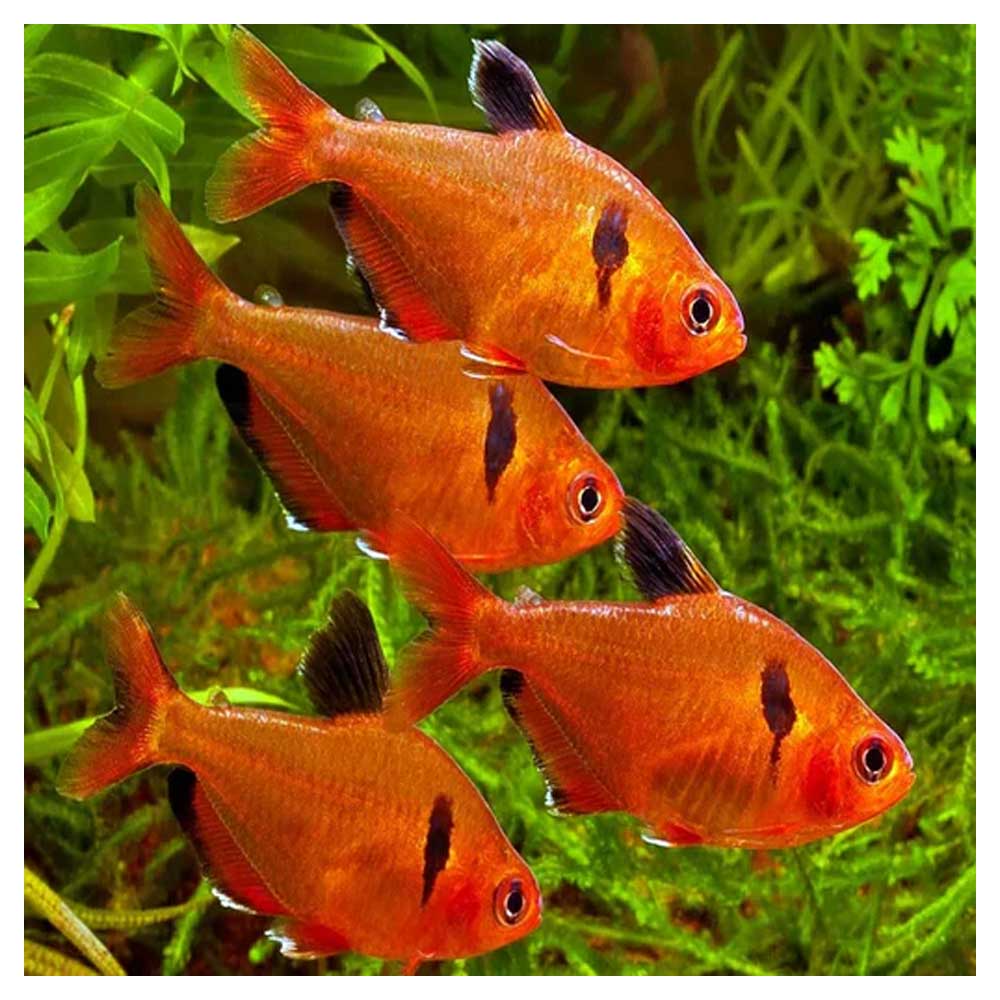 Ribice za akvarijumHyphessobrycon sweglesi - Red phantom tetra