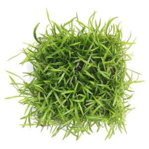 Biljke za akvarijum: Lilaeopsis brasiliensis