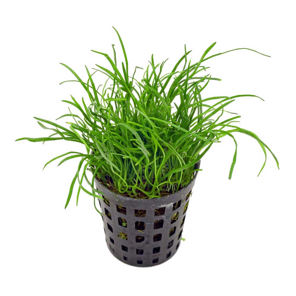 Biljke za akvarijum: Lilaeopsis mauritiana