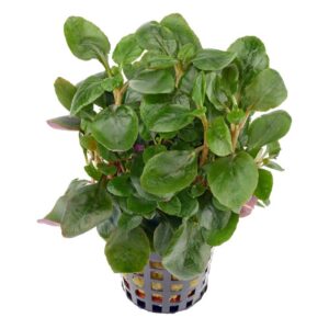 Biljke za akvarijum: Lobelia sp mini