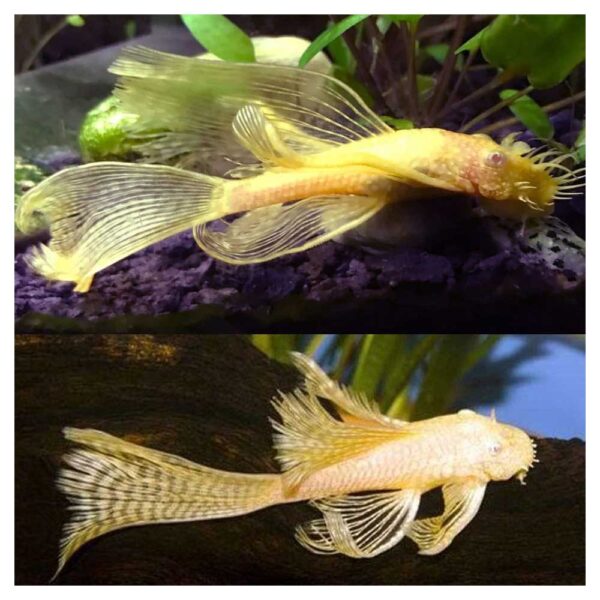 Ribice za akvarijum: Ancistrus sp. - Ancistrus albino slajer