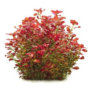 Biljke za akvarijum: Ludwigia repens