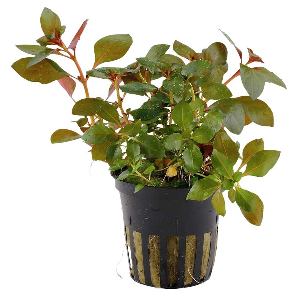 Biljke za akvarijum: Ludwigia repens rubin