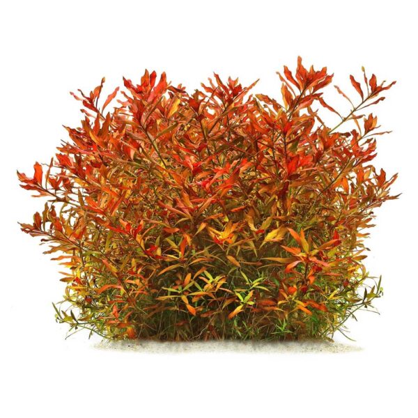 Biljke za akvarijum: Ludwigia x arcuata