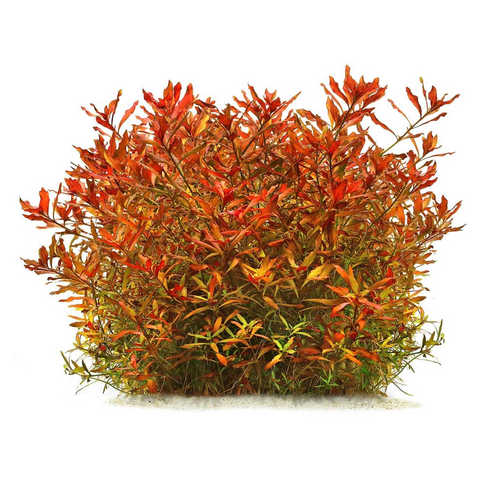 Biljke za akvarijum: Ludwigia x arcuata