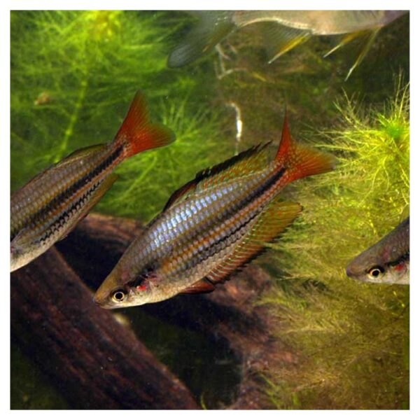 Ribice za akvarijumMelanotaenia australis - Australijska duga