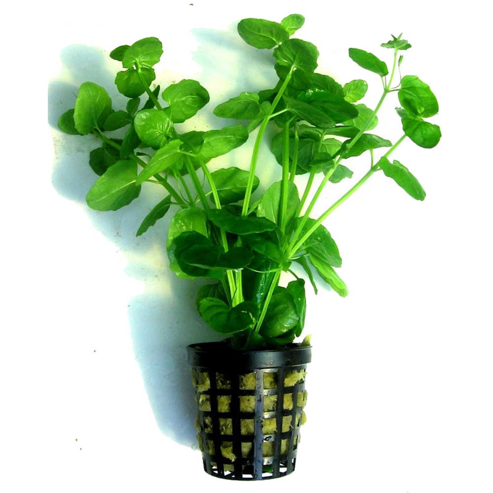 Biljke za akvarijumMicromeria brownei