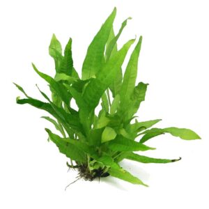 Biljke za akvarijum: Microsorium pteropus