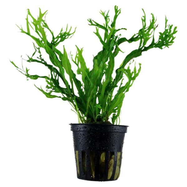 Biljke za akvarijum: Microsorum pteropus windelov