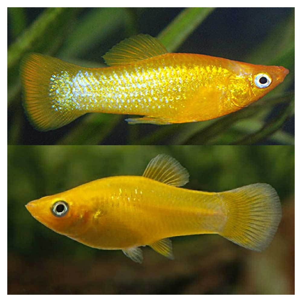 Ribice za akvarijum: Poecilia sphenops var. - Yellow moli