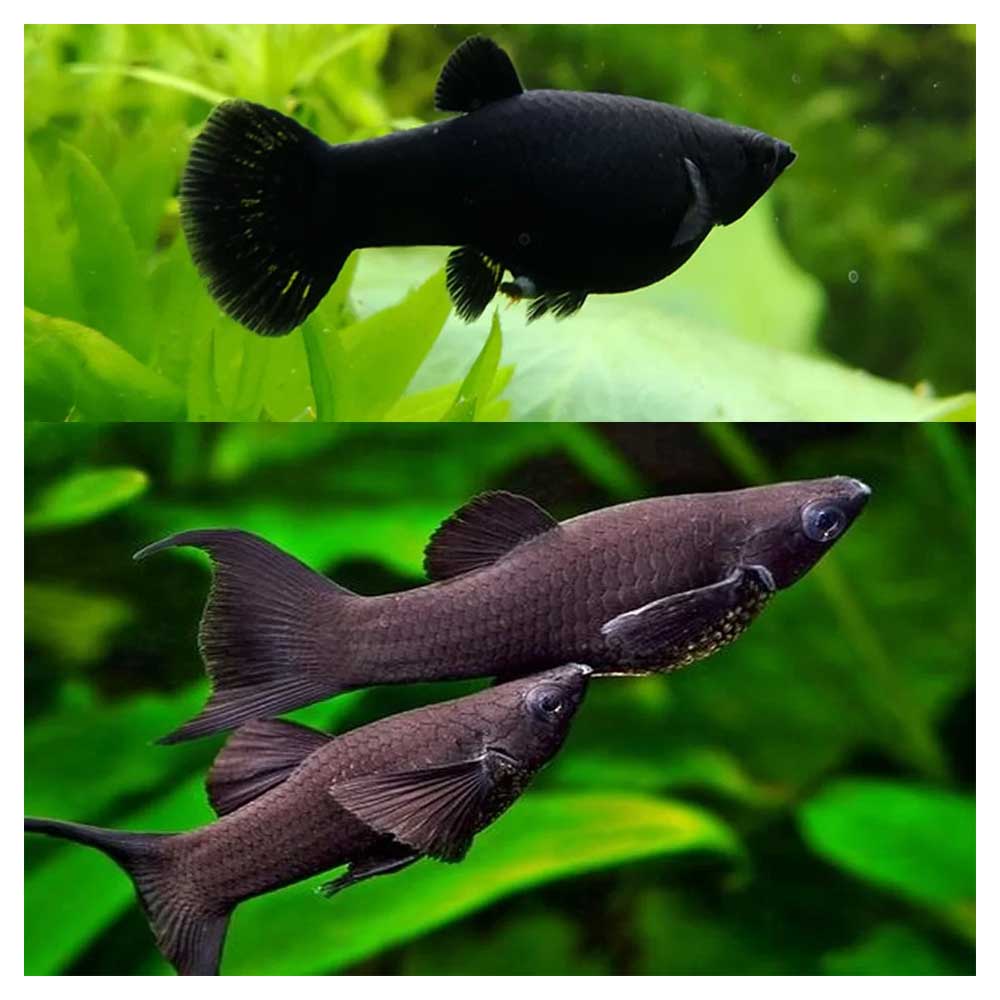 Ribice za akvarijum: Poecilia sphenops var. - Black moli
