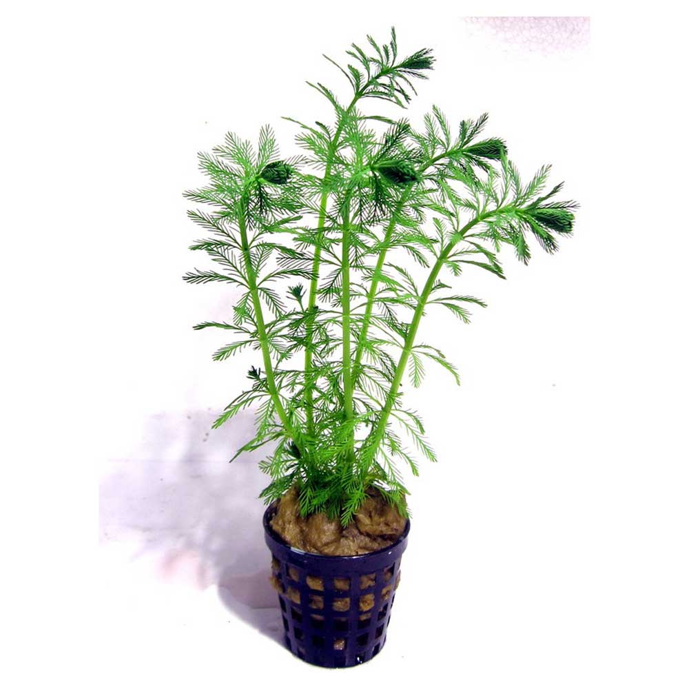 Biljke za akvarijumMyriophyllum aquaticum