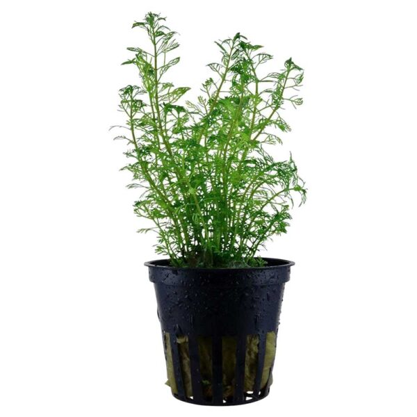 Biljke za akvarijum: Myriophyllum brasiliensis