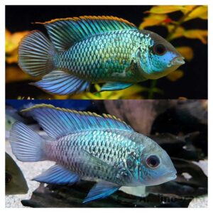 Ribice za akvarijum: Andinoacara pulcher - Electic blue acara
