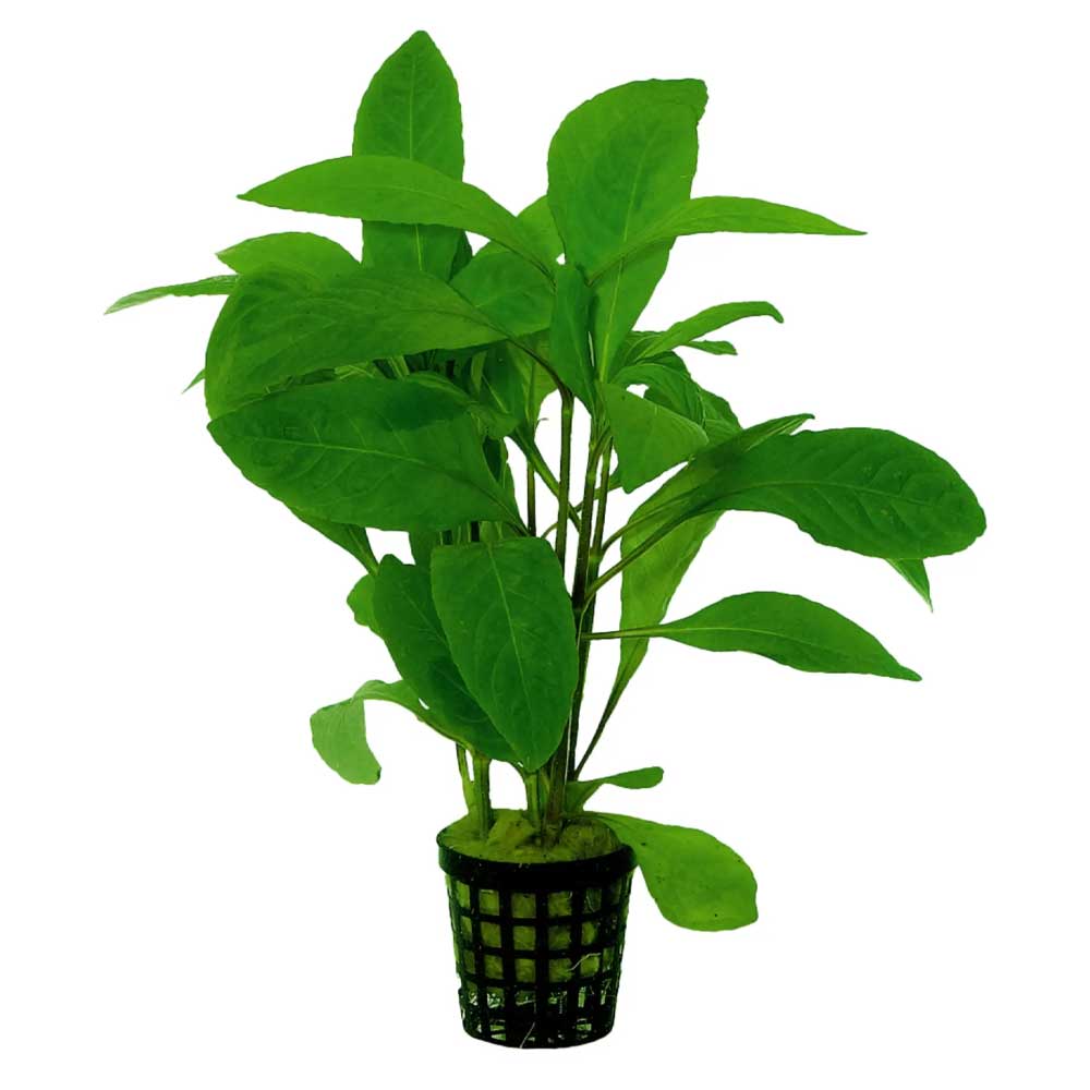 Biljke za akvarijumNomaphila stricta