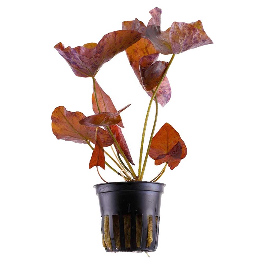 Biljke za akvarijum: Nymphaea lotus