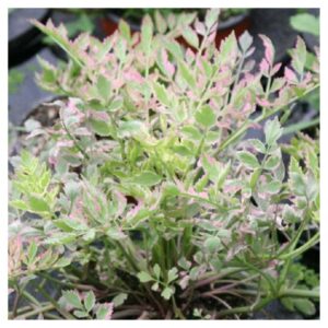 Biljke za jezeraOenanthe fistulosa Flamingo