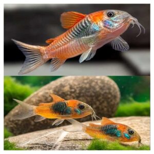 Ribice za akvarijum: Corydoras aeneus venezuela orange