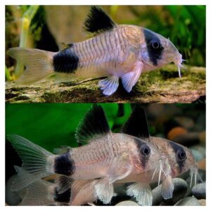 Ribice za akvarijum: Corydoras panda