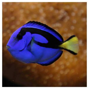 Morske ribiceParacanthurus Hepatus - Blue Tang