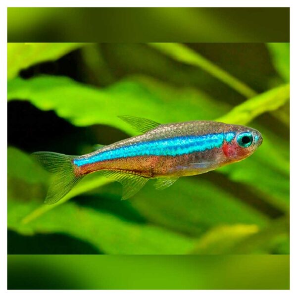 Ribice za akvarijumParacheirodon simulans - Simulans neonka