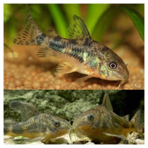 Ribice za akvarijum: Corydoras paleatus