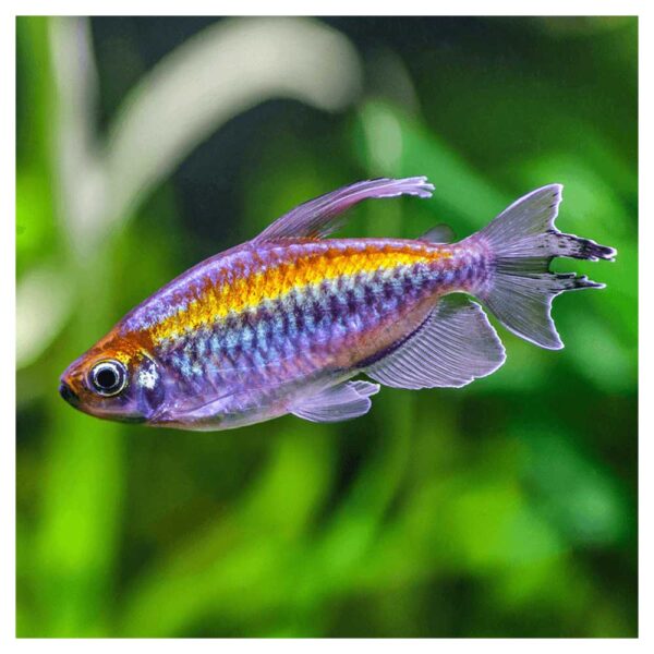 Ribice za akvarijumPhenacogrammus interruptus - Congo tetra