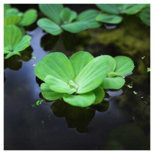 Biljke za jezeraPistia stratiotes xl