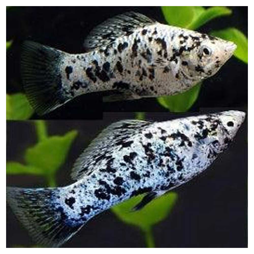 Ribice za akvarijumPoecilia sphenops var. - Moli marble