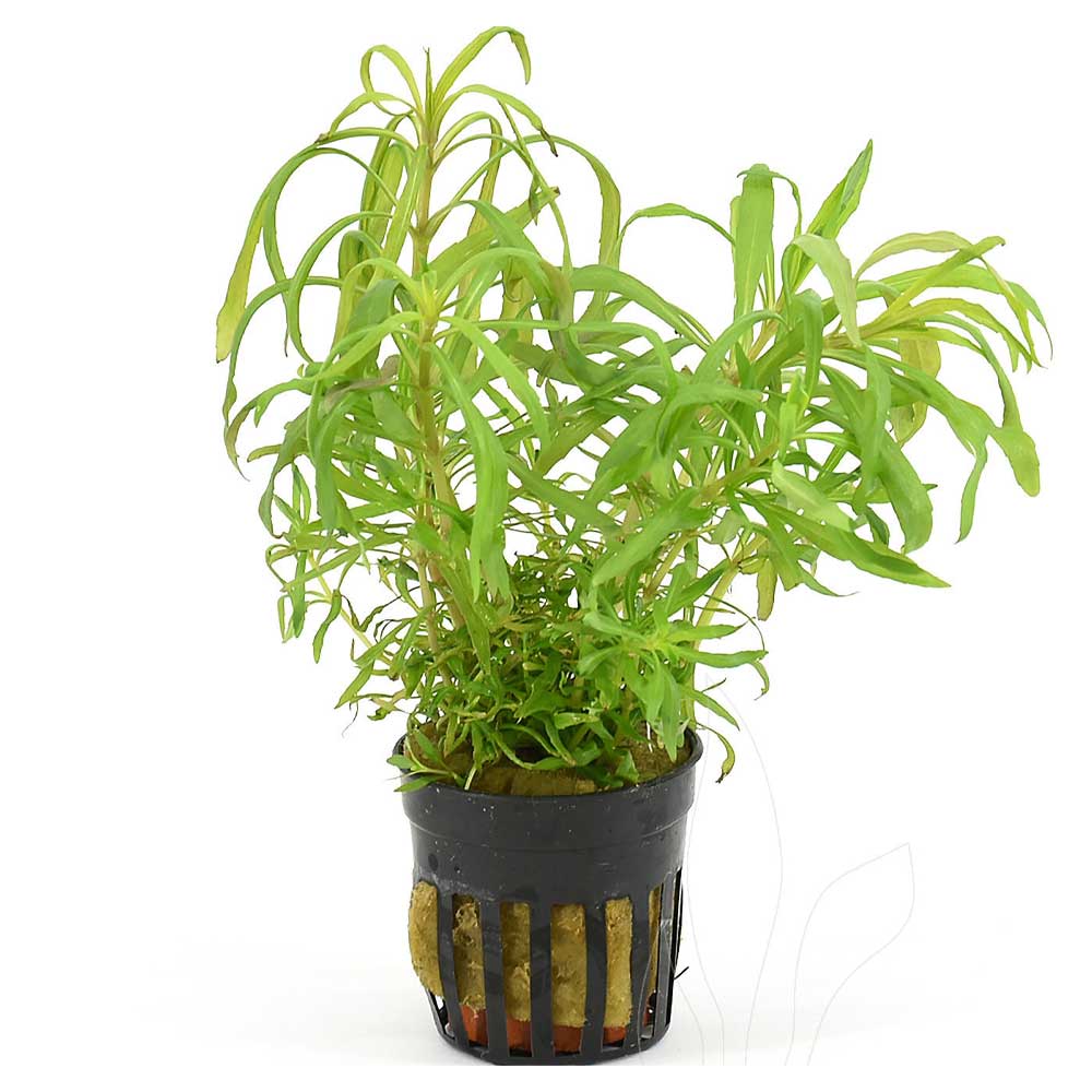 Biljke za akvarijumPogostemon octopus