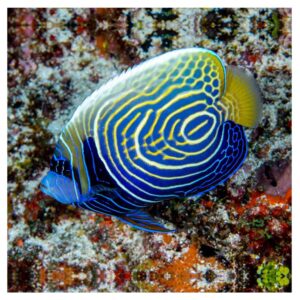 Morske ribicePomacanthus Imperator - Juv. Emperor Angelfish