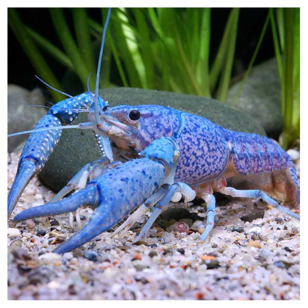 Rakovi za akvarijumProcambarus alleni - Plavi rak