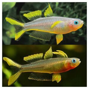 Ribice za akvarijum: Pseudomugil furcatus - Furkata