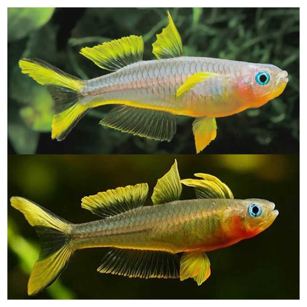 Ribice za akvarijum: Pseudomugil furcatus - Furkata