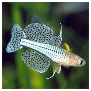 Ribice za akvarijum: Pseudomugil gertrudae - Gertruda aru II