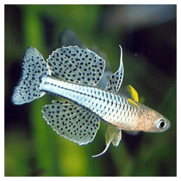 Ribice za akvarijum: Pseudomugil gertrudae - Gertruda aru II
