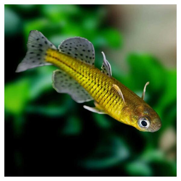 Ribice za akvarijumPseudomugil werneri - Werneri