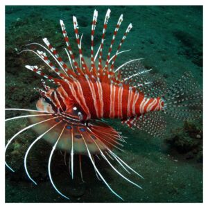 Morske ribicePterois Antennata - Lionfish