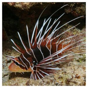 Morske ribicePterois radiata - Lionfish