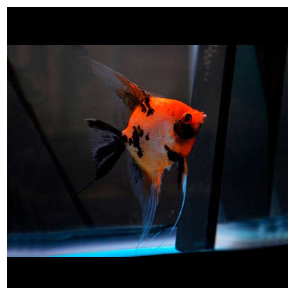 Ribice za akvarijumPterophyllum scalare var. - Skalar red devil