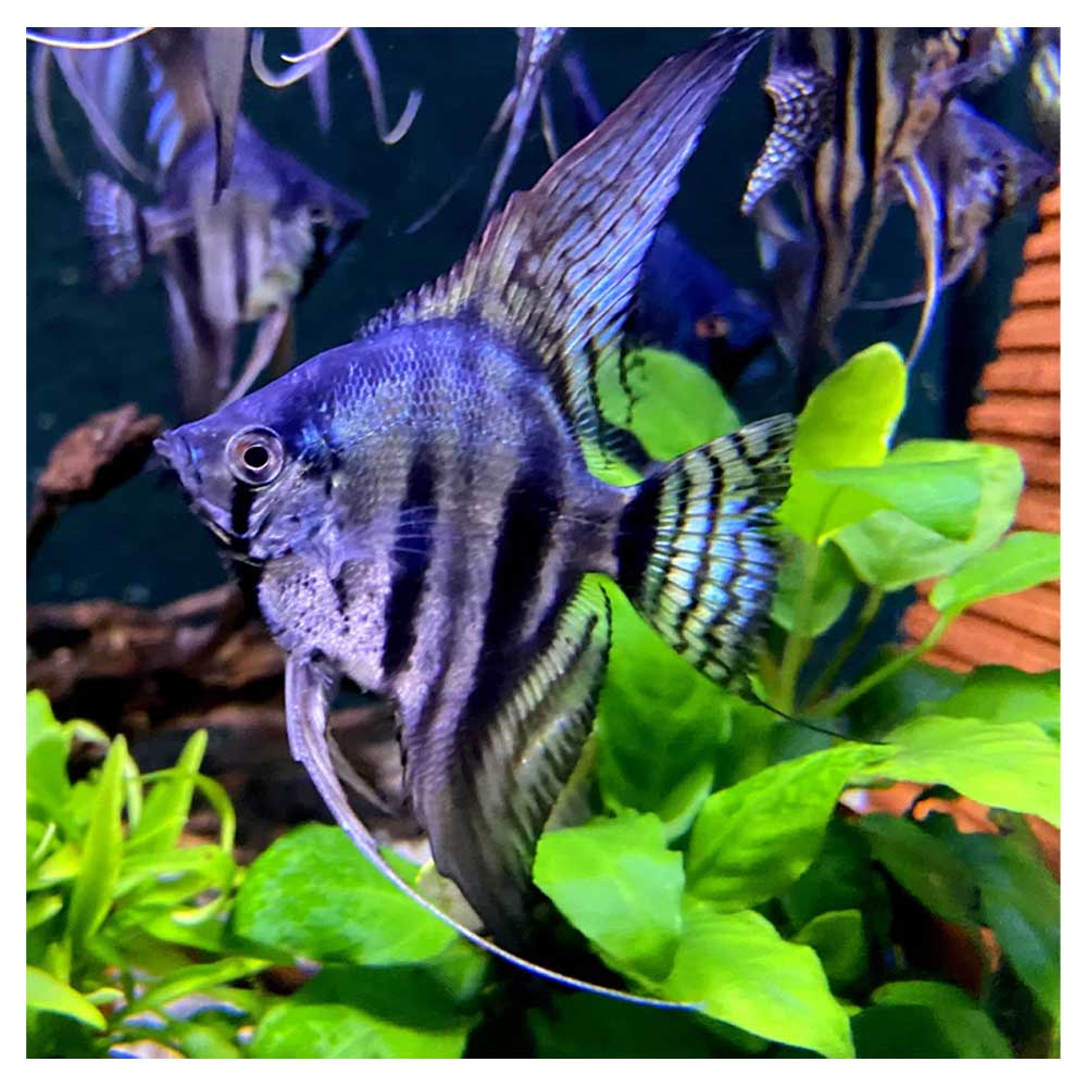 Ribice za akvarijumPterophyllum scalare var. - Skalar smoke