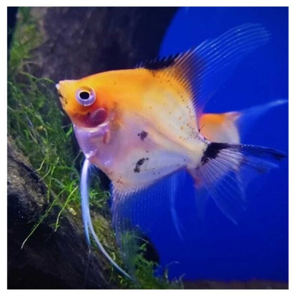 Ribice za akvarijumPterophyllum scalare var. - Skalar trikolor