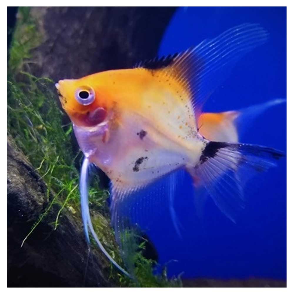 Ribice za akvarijumPterophyllum scalare var. - Skalar trikolor