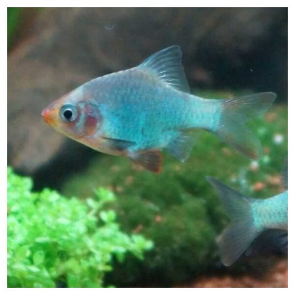 Ribice za akvarijumPuntigrus tetrazona var. Platinum - Barbus platinum