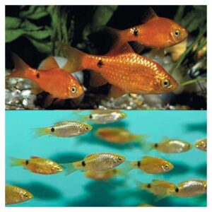 Ribice za akvarijum: Puntius conchonius - Barbus konchonius